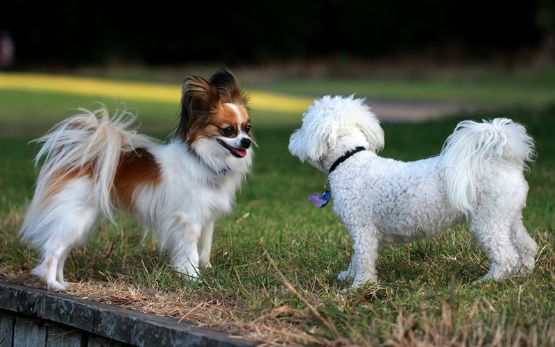 dogs playing 