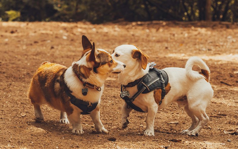 dogs playing at a park