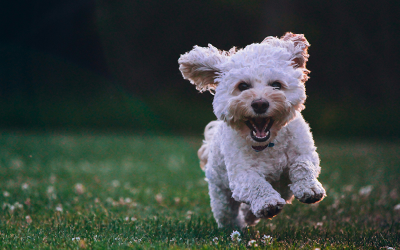 dog running 